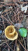 Morchella conica
